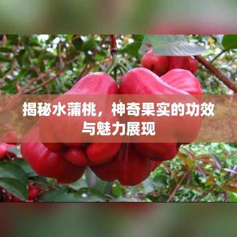 揭秘水蒲桃,神奇果实的功效与魅力展现